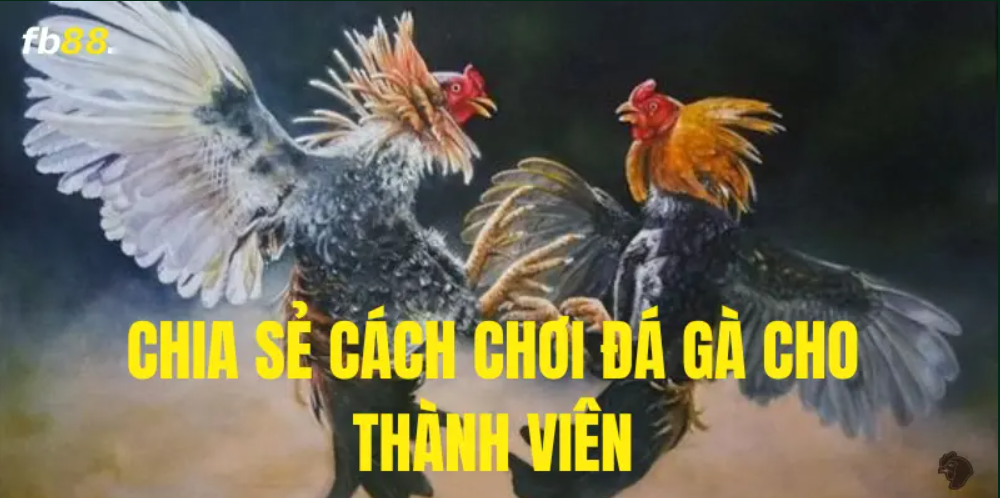 FB88 chia sẻ cách chơi đá gà đơn giản